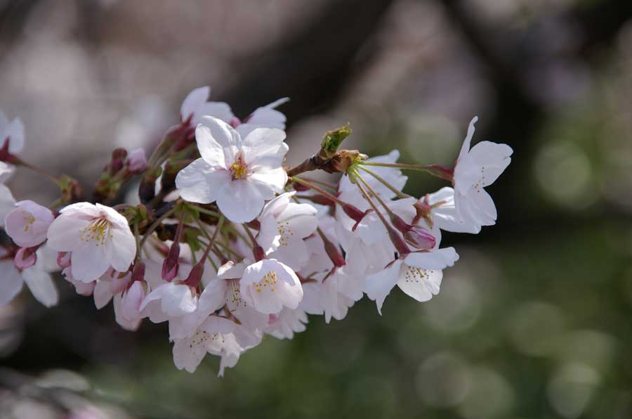 春は桜の名所として親しまれています。