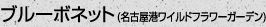 ブルーボネット