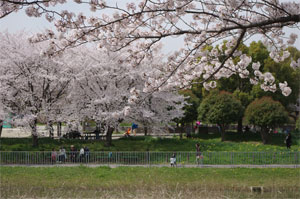 こちらも向こうも桜いっぱい