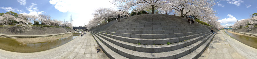 可和名橋の桜