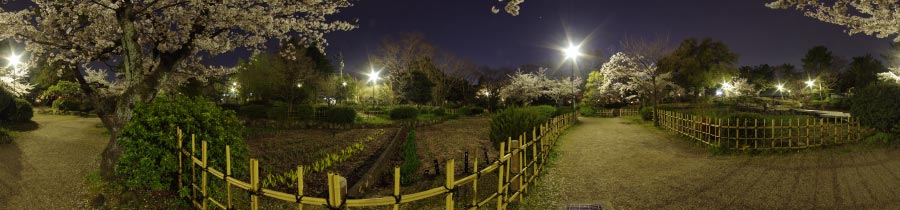 夜桜風情